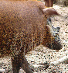 20060901 0647DSCw [D-DU] Buschschwein (Potamochoerus porcus), [Pinselohrschwein], Zoo Duisburg