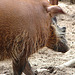 20060901 0647DSCw [D-DU] Buschschwein (Potamochoerus porcus), [Pinselohrschwein], Zoo Duisburg