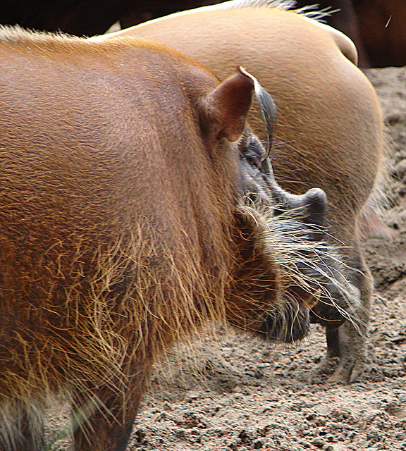 20060901 0648DSCw [D-DU] Buschschwein (Potamochoerus porcus), [Pinselohrschwein], Zoo Duisburg