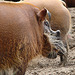 20060901 0648DSCw [D-DU] Buschschwein (Potamochoerus porcus), [Pinselohrschwein], Zoo Duisburg