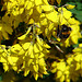 20090621 3701DSCw [D~LIP] Hellgelbe Erdhummel (Bombus lucorum), Schwarzwerdender Geißklee (Cytisus nigricans), Bad Salzuflen