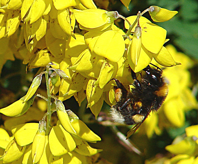 20090621 3702DSCw [D~LIP] Hellgelbe Erdhummel (Bombus lucorum), Schwarzwerdender Geißklee (Cytisus nigricans), Bad Salzuflen