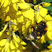 20090621 3702DSCw [D~LIP] Hellgelbe Erdhummel (Bombus lucorum), Schwarzwerdender Geißklee (Cytisus nigricans), Bad Salzuflen