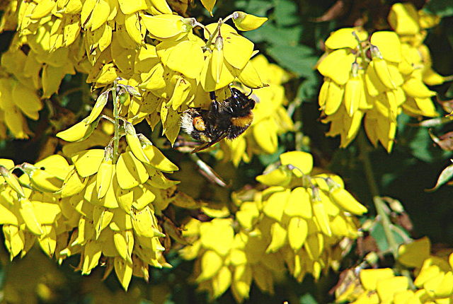 20090621 3703DSCw [D~LIP] Gartenhummel, Ginster, Bad Salzuflen