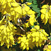 20090621 3703DSCw [D~LIP] Hellgelbe Erdhummel (Bombus lucorum), Schwarzwerdender Geißklee (Cytisus nigricans), Bad Salzuflen