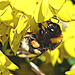 20090621 03704DSCw [D~LIP] Hellgelbe Erdhummel (Bombus lucorum), Schwarzwerdender Geißklee (Cytisus nigricans), Bad Salzuflen