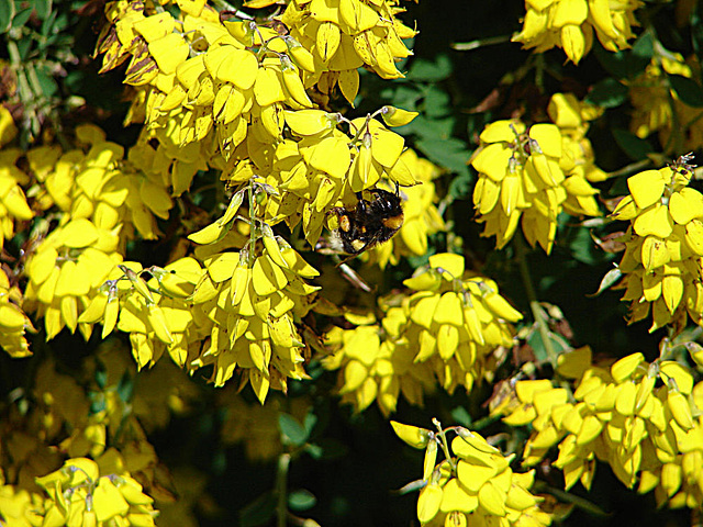 20090621 3705DSCw [D~LIP] Gartenhummel, Ginster, Bad Salzuflen