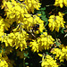 20090621 3705DSCw [D~LIP] Hellgelbe Erdhummel (Bombus lucorum), Schwarzwerdender Geißklee (Cytisus nigricans), Bad Salzuflen