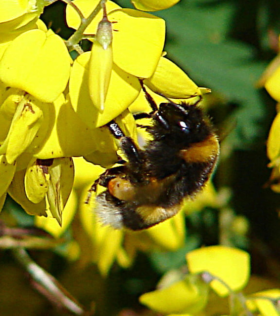 20090621 3706DSCw [D~LIP] Hellgelbe Erdhummel (Bombus lucorum), Schwarzwerdender Geißklee (Cytisus nigricans), Bad Salzuflen