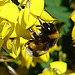 20090621 3706DSCw [D~LIP] Hellgelbe Erdhummel (Bombus lucorum), Schwarzwerdender Geißklee (Cytisus nigricans), Bad Salzuflen