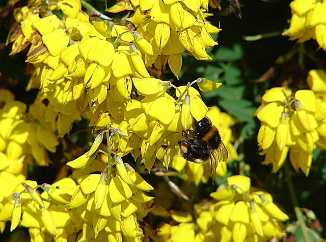 20090621 3707DSCw [D~LIP] Gartenhummel, Ginster, Bad Salzuflen