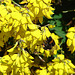 20090621 3707DSCw [D~LIP] Hellgelbe Erdhummel (Bombus lucorum), Schwarzwerdender Geißklee (Cytisus nigricans), Bad Salzuflen