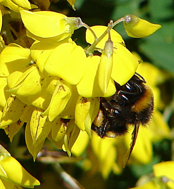 20090621 3708DSCw [D~LIP] Gartenhummel, Ginster, Bad Salzuflen