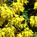 20090621 3709DSCw [D~LIP] Hellgelbe Erdhummel (Bombus lucorum), Schwarzwerdender Geißklee (Cytisus nigricans), Bad Salzuflen