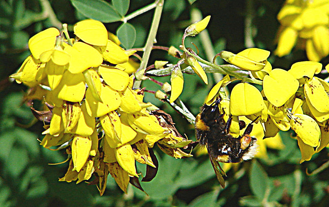 20090621 3712DSCw [D~LIP] Hellgelbe Erdhummel (Bombus lucorum), Schwarzwerdender Geißklee (Cytisus nigricans), Bad Salzuflen