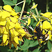 20090621 3712DSCw [D~LIP] Hellgelbe Erdhummel (Bombus lucorum), Schwarzwerdender Geißklee (Cytisus nigricans), Bad Salzuflen