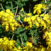 20090621 3715DSCw [D~LIP] Hellgelbe Erdhummel (Bombus lucorum), Schwarzwerdender Geißklee (Cytisus nigricans), Bad Salzuflen