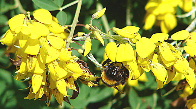 20090621 3717DSCw [D~LIP] Hellgelbe Erdhummel (Bombus lucorum), Schwarzwerdender Geißklee (Cytisus nigricans), Bad Salzuflen