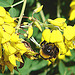 20090621 3717DSCw [D~LIP] Hellgelbe Erdhummel (Bombus lucorum), Schwarzwerdender Geißklee (Cytisus nigricans), Bad Salzuflen