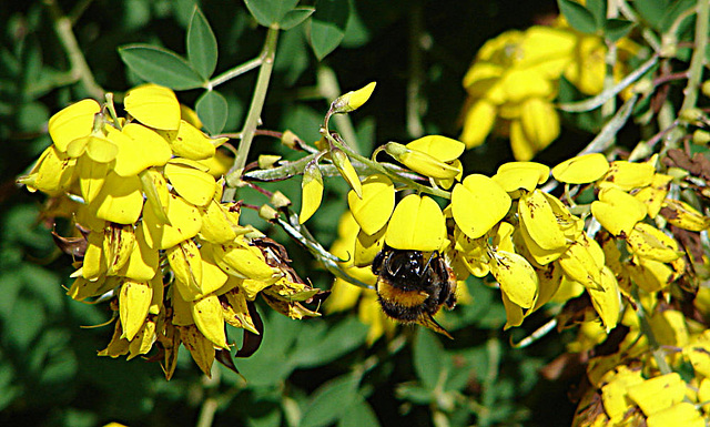 20090621 3719DSCw [D~LIP] Hellgelbe Erdhummel (Bombus lucorum), Schwarzwerdender Geißklee (Cytisus nigricans), Bad Salzuflen