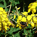 20090621 3719DSCw [D~LIP] Hellgelbe Erdhummel (Bombus lucorum), Schwarzwerdender Geißklee (Cytisus nigricans), Bad Salzuflen