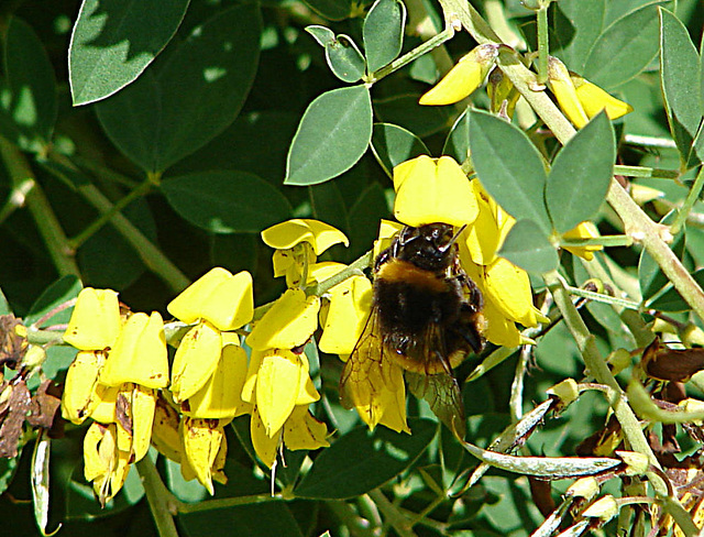 20090621 3721DSCw [D~LIP] Hellgelbe Erdhummel (Bombus lucorum), Schwarzwerdender Geißklee (Cytisus nigricans), Bad Salzuflen