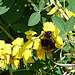 20090621 3721DSCw [D~LIP] Hellgelbe Erdhummel (Bombus lucorum), Schwarzwerdender Geißklee (Cytisus nigricans), Bad Salzuflen