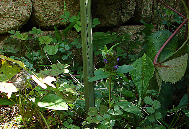 20090621 3726DSCw [D~LIP] Braunelle (Prunella grandiflora), Wegerich (Plantago), Bad Salzuflen