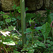 20090621 3726DSCw [D~LIP] Braunelle (Prunella grandiflora), Wegerich (Plantago), Bad Salzuflen