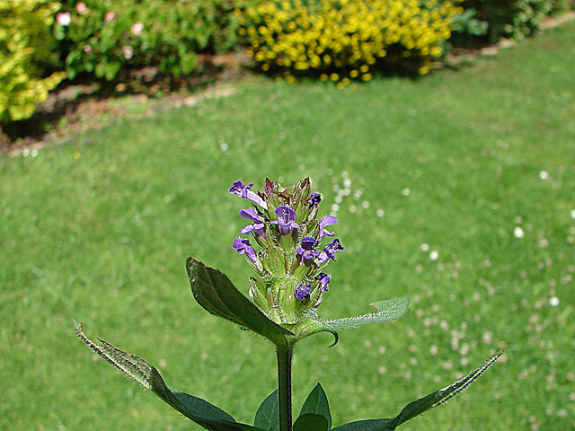 20090621 3727DSCw [D~LIP] Braunelle (Prunella grandiflora), Bad Salzufeln