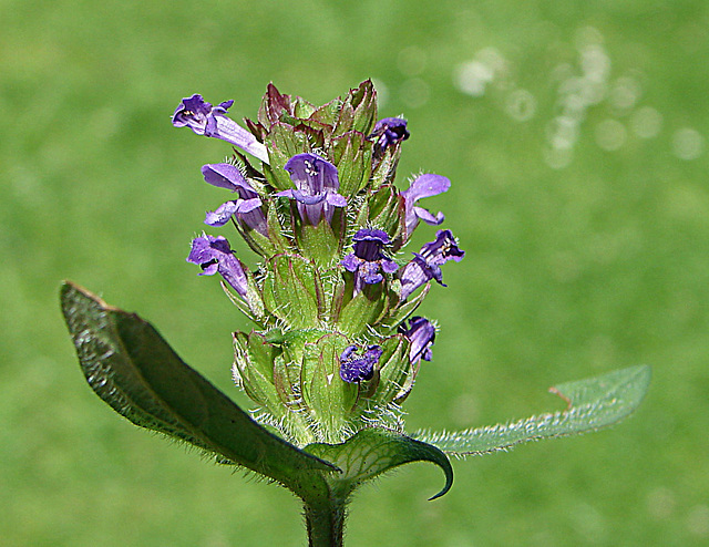 20090621 3728DSCw [D~LIP] Braunelle (Prunella grandiflora), Bad Salzufeln