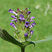 20090621 3728DSCw [D~LIP] Braunelle (Prunella grandiflora), Bad Salzufeln