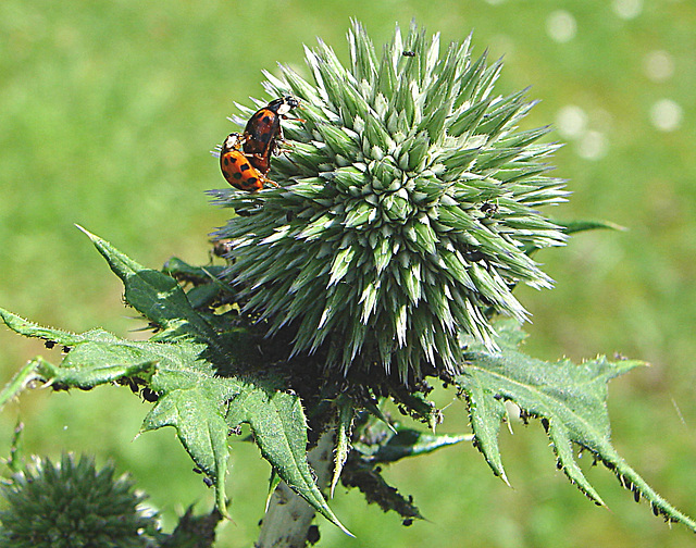 20090621 3735DSCw [D~LIP] Asiatischer Marienkäfer (Harmonia axyridis) [Vielfarbiger-] [Harlekin-Marienkäfer], Schwarze Bohnenlaus, Kugeldistel, Bad Salzuflen