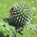 20090621 3735DSCw [D~LIP] Asiatischer Marienkäfer, Schwarze Bohnenlaus, Kugeldistel, Bad Salzuflen