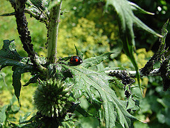 20090621 3738DSCw [D~LIP] Zweipunkt-Marienkäfer (Adalia bipunctata), Schwarze Bohnenlaus, Kugeldistel, Bad Salzuflen