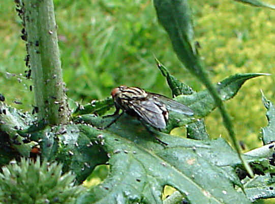 20090621 03740DSCw [D~LIP] Graue Fleischfliege, Kugeldistel, Bad Salzuflen