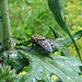 20090621 03740DSCw [D~LIP] Graue Fleischfliege, Kugeldistel, Bad Salzuflen