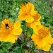 20090621 3760DSCw [D-LIP] Trollblume, Hummel,  Bad Salzuflen