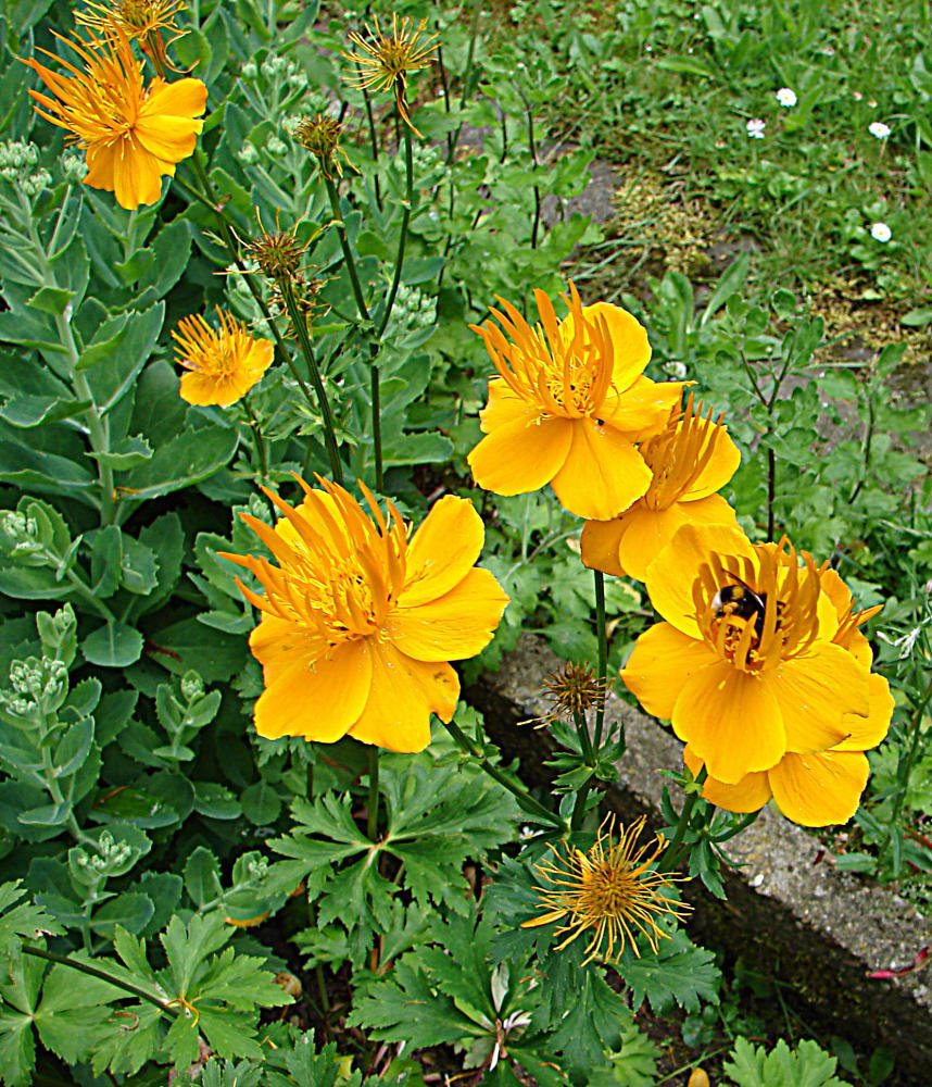 20090621 3761DSCw[D-LIP] Trollblume, Hummel,  Bad Salzuflen