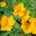 20090621 3762DSCw [D-LIP] Trollblume, Hummel,  Bad Salzuflen