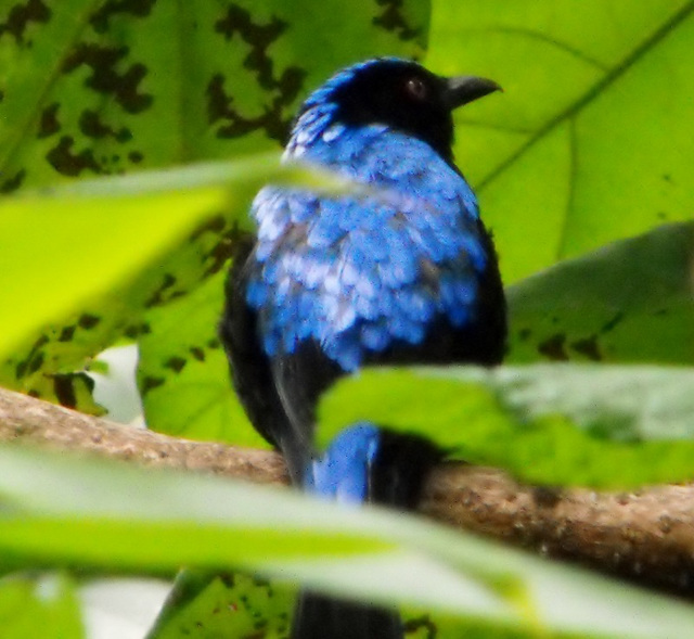 Blue Glossy Starling.