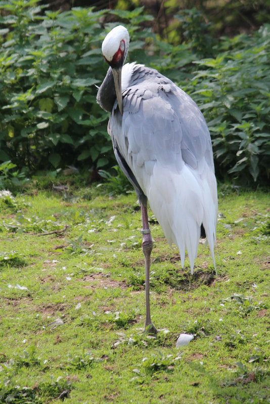 Blue crane.