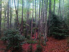 Hayedo en Oroz-Betelu (Navarra)