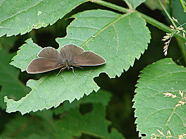 20090625 3881DSCw [D-MI] Brauner Waldvogel (Aphantopus hyperantus) [Schornsteinfeger], Großes Torfmoor, Hille