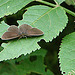 20090625 3881DSCw [D-MI] Brauner Waldvogel (Aphantopus hyperantus) [Schornsteinfeger], Großes Torfmoor, Hille