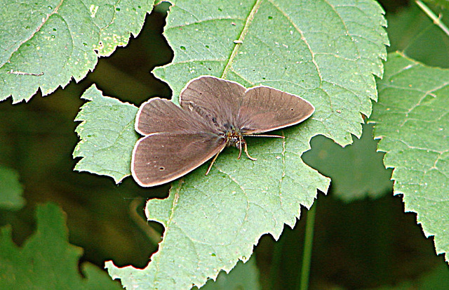 20090625 3886DSCw [D-MI] Brauner Waldvogel (Aphantopus hyperantus) [Schornsteinfeger], Großes Torfmoor, Hille