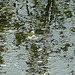 20090625 3912DSCw [D-MI] Wasserfrosch (Rana esculenta), Großes Torfmoor, Hille
