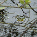 20090625 3913DSCw [D-MI] Wasserfrosch (Rana esculenta), Großes Torfmoor, Hille