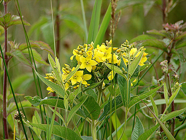 20090625 3914DSCw [D-MI] Gilbweiderich (Lysimachia vulgaris), Großes Torfmoor, Hille