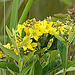 20090625 3915DSCw [D-MI] Blume, Großes Torfmoor, Hille